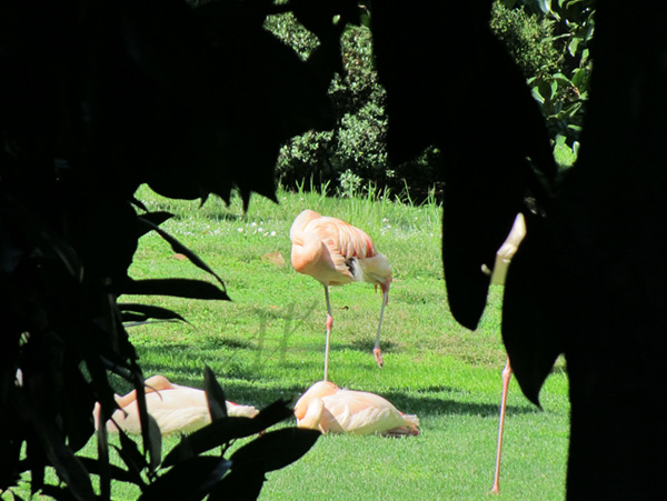 flamingos in a city garden